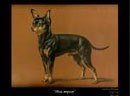 Картина на заказ с собакой "Той-терьер"